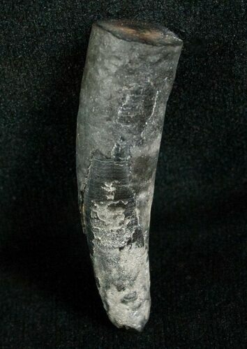 Miocene Aged Fossil Whale Tooth - #5660